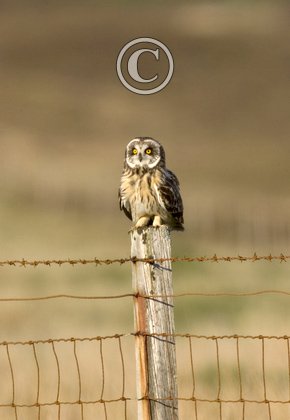 Short-eared Owl on a Post DM0915